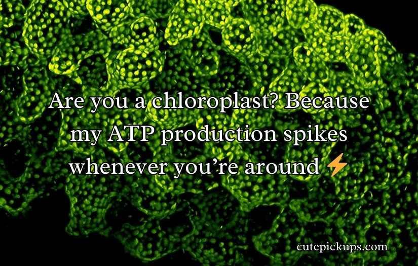 Chloroplast Pick Up Lines