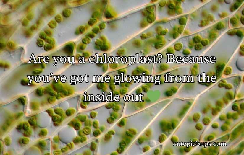 Chloroplast Pick Up Lines