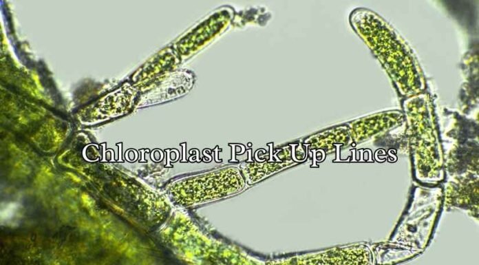 Chloroplast Pick Up Lines Chloroplast Pick Up Lines