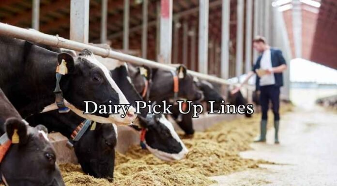 Dairy Pick Up Lines Dairy Pick Up Lines