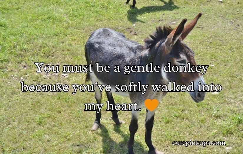 Donkey Pick Up Lines