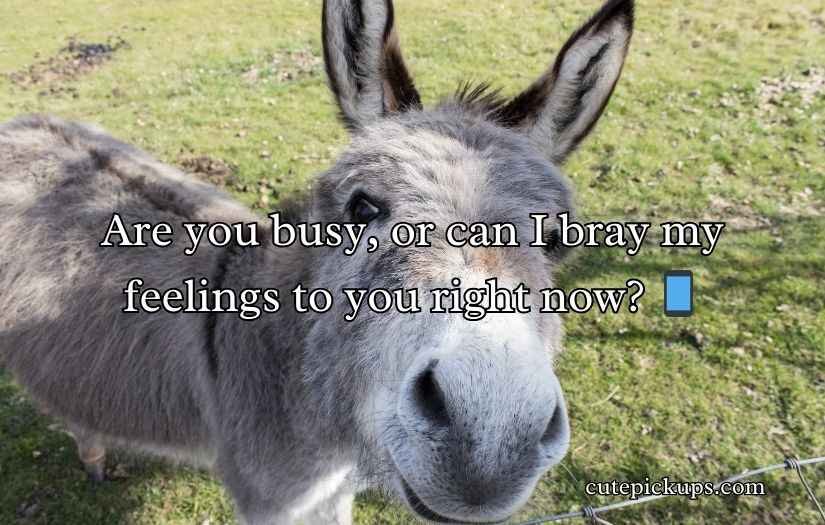 Donkey Pick Up Lines