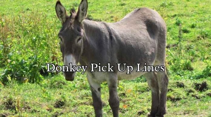 Donkey Pick Up Lines Donkey Pick Up Lines