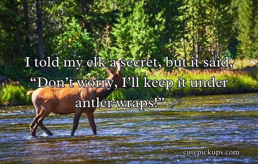 Elk Jokes Puns