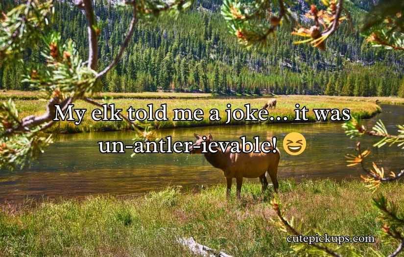 Elk Jokes Puns