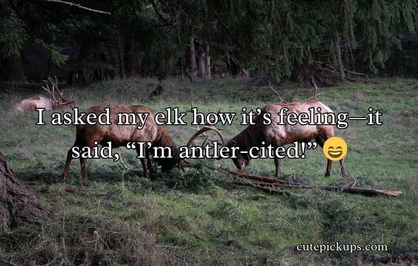 Elk Jokes Puns