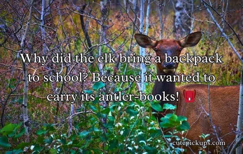 Elk Jokes Puns