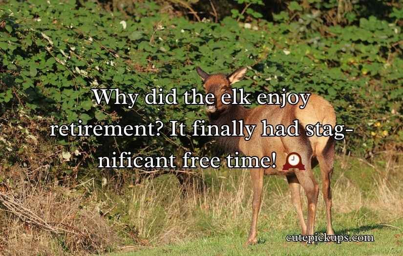 Elk Jokes Puns
