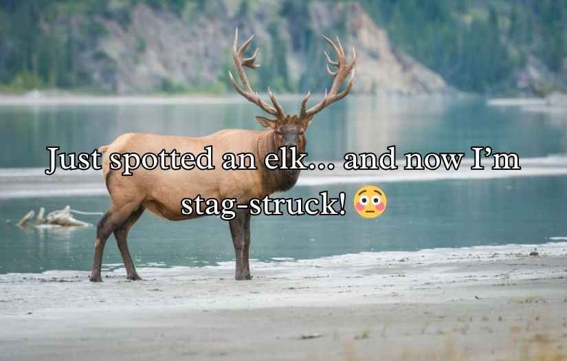 Elk Jokes Puns