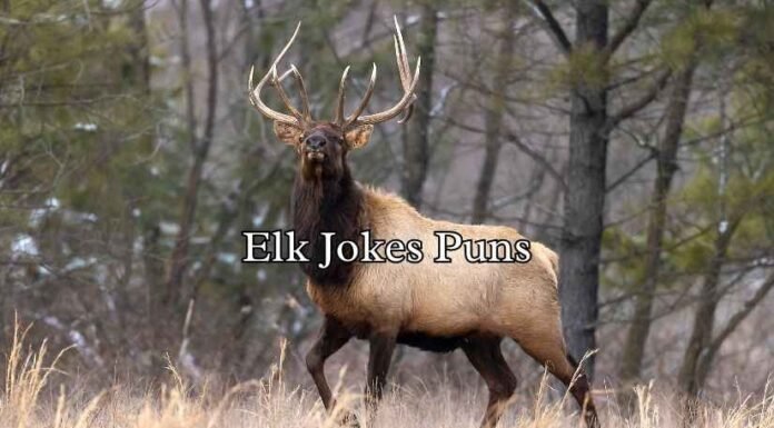 Elk Jokes Puns Elk Jokes Puns
