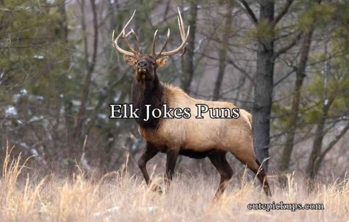 Elk Jokes Puns
