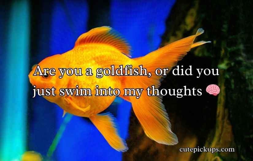 Goldfish Pick-Up Lines