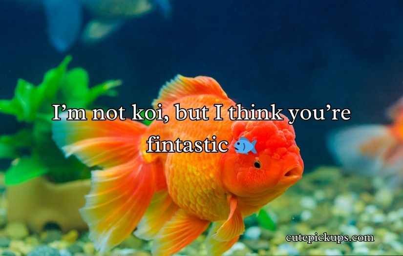 Goldfish Pick-Up Lines