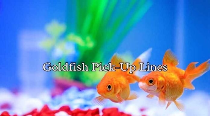 Goldfish Pick-Up Lines Goldfish Pick-Up Lines