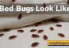 Bed Bugs Look Like Bed Bugs Look Like