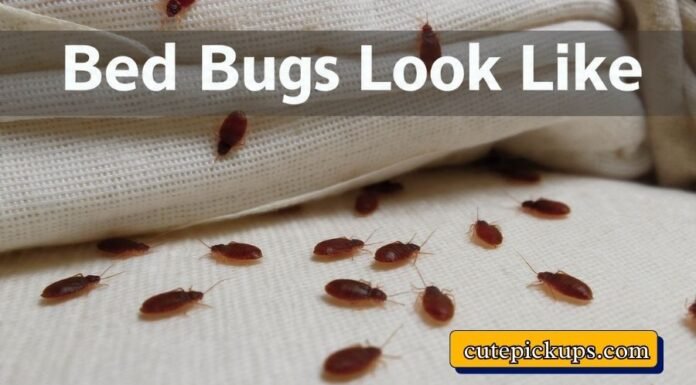 Bed Bugs Look Like Bed Bugs Look Like