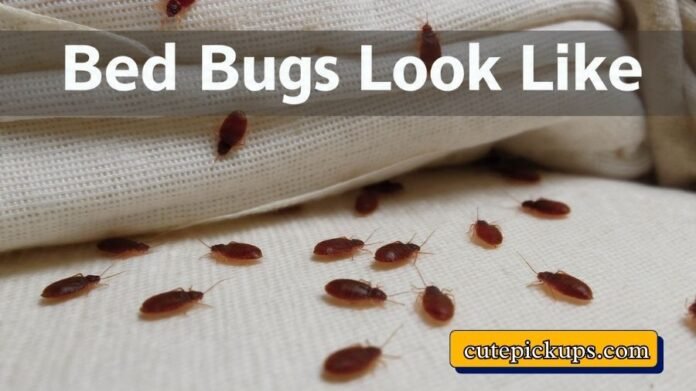 Bed Bugs Look Like
