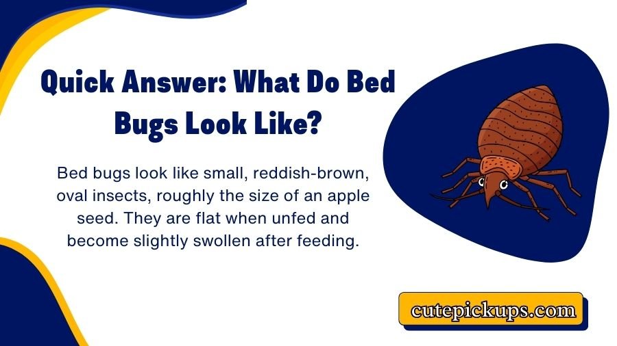 Bed Bugs Look Like