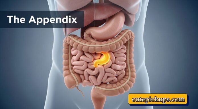 The Appendix Do The Appendix Do