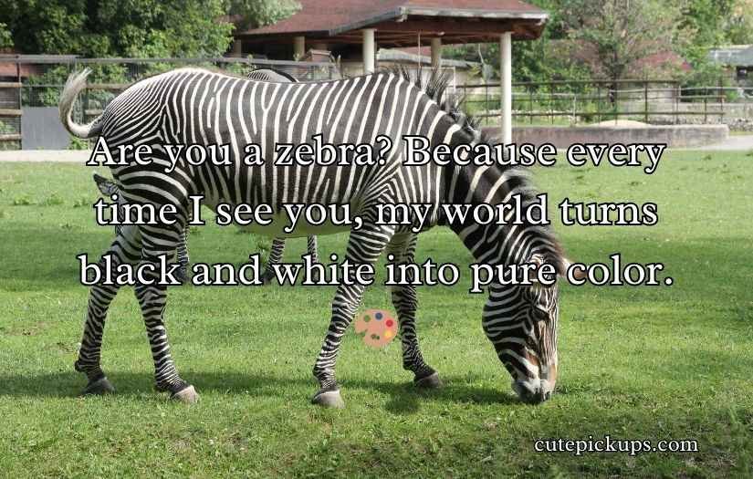 Zebra Pickup Lines