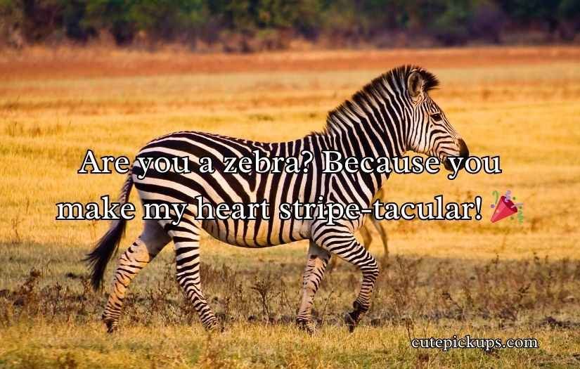Zebra Pickup Lines