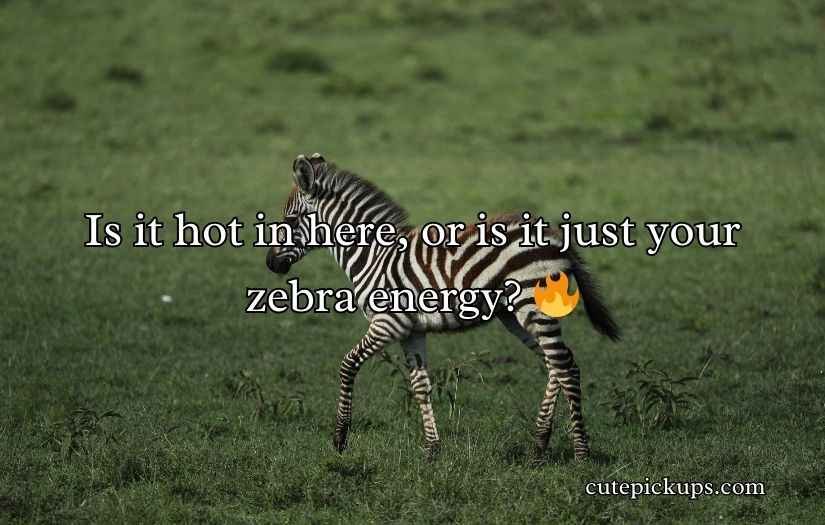Zebra Pickup Lines