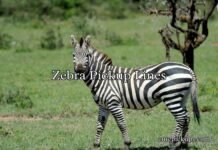 Zebra Pickup Lines Zebra Pickup Lines