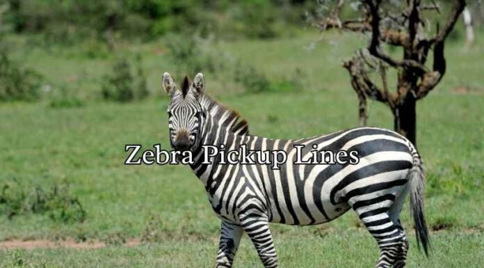 Zebra Pickup Lines Zebra Pickup Lines
