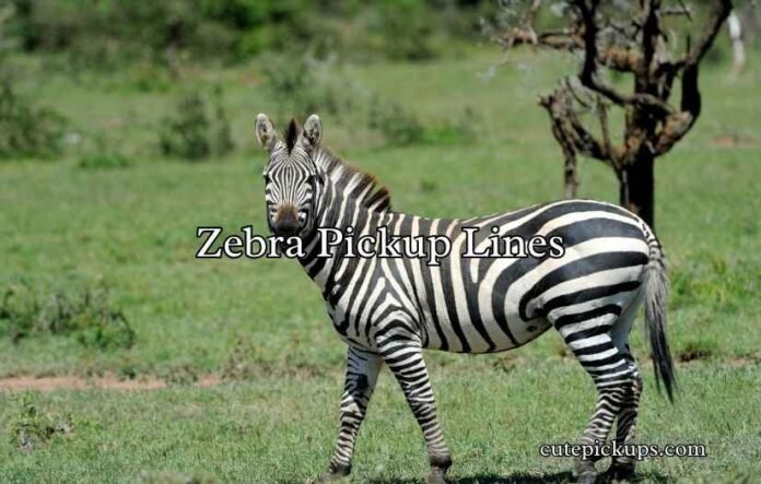Zebra Pickup Lines Zebra Pickup Lines